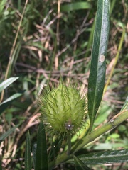 Gomphocarpus physocarpus