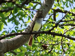 Myiarchus