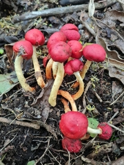 Leratiomyces erythrocephalus