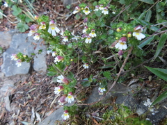 Euphrasia transmorrisonensis