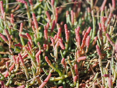 Salicornia pacifica
