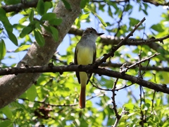 Myiarchus