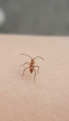 Leptoglossus occidentalis