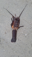 Panulirus interruptus