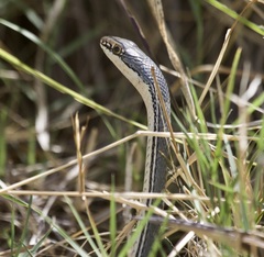 Masticophis bilineatus