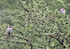 Rhynchospiza strigiceps