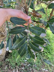 Cupaniopsis anacardioides