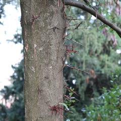Gleditsia triacanthos