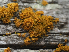 Polycauliona candelaria