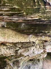 Tortula muralis