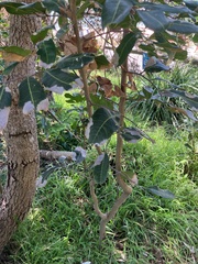 Cupaniopsis anacardioides