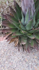 Agave shawii