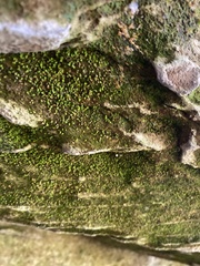 Tortula muralis