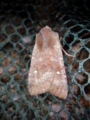 Eupsilia unipuncta