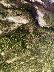 Tortula muralis