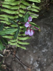 Desmodium incanum