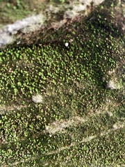 Tortula muralis