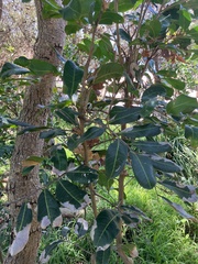 Cupaniopsis anacardioides