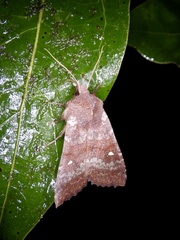 Eupsilia unipuncta