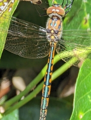 Hemicordulia australiae
