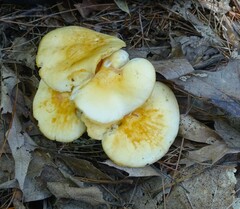 Hygrophorus chrysodon