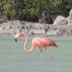 Phoenicopterus ruber
