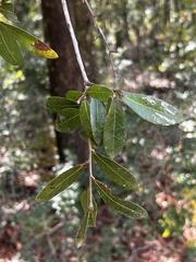 Quercus laurifolia