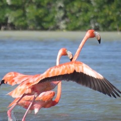 Phoenicopterus ruber