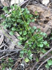 Viola sieberiana