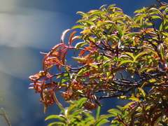 Photinia niitakayamensis