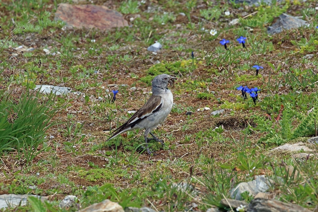 White-winged Snowfinch