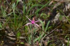 Caladenia versicolor