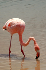 Phoenicopterus ruber