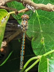 Hemicordulia australiae