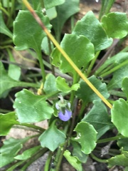 Viola sieberiana
