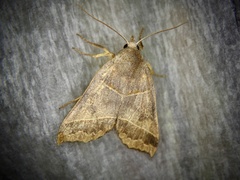 Telorta acuminata