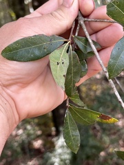 Quercus laurifolia