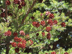 Tsuga chinensis