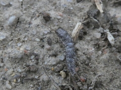 Allacrotelsa spinulata