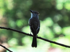 Myiarchus