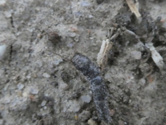 Allacrotelsa spinulata