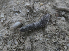 Allacrotelsa spinulata