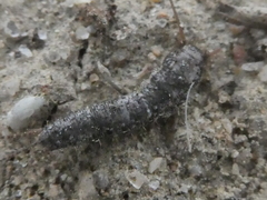 Allacrotelsa spinulata