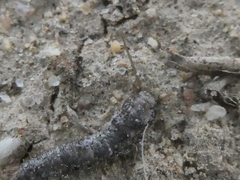 Allacrotelsa spinulata