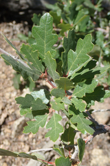 Quercus garryana semota