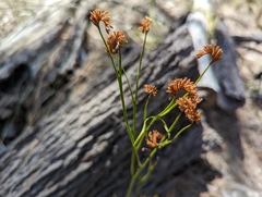 Schizaea bifida
