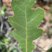 Quercus garryana semota - Photo (c) Keir Morse, algunos derechos reservados (CC BY-NC-ND), subido por Keir Morse
