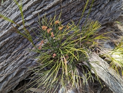 Schizaea bifida