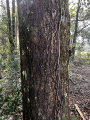 Quercus laurifolia