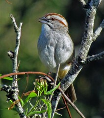 Rhynchospiza strigiceps
